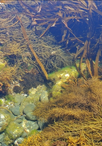 Coastal Rockpool